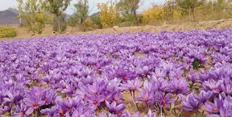 کشت گیاه دارویی دیم زیر پوشش بیمه می‌رود